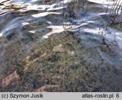 Charetum rudis - zespół ramienicy zwyczajnej