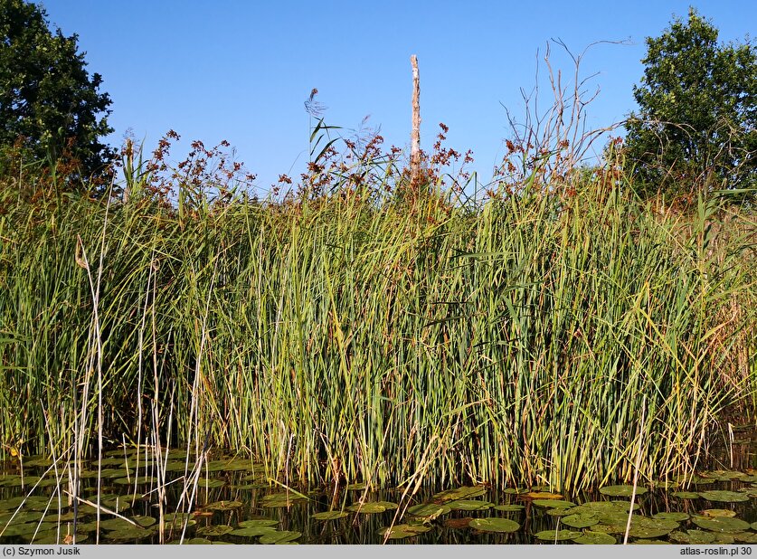 Cladietum marisci - szuwar kłociowy