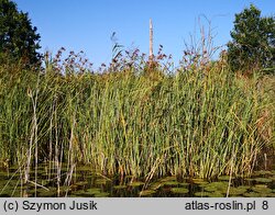 Cladietum marisci - szuwar kłociowy