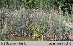 Cladietum marisci - szuwar kłociowy