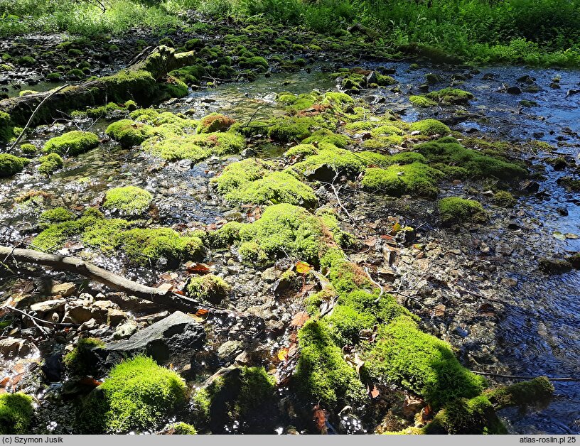 Brachythecio rivularis-Cratoneuretum - zespół źródliskowca zmiennego