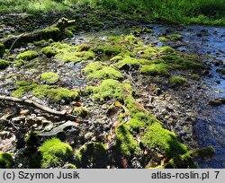 Brachythecio rivularis-Cratoneuretum - zespół źródliskowca zmiennego