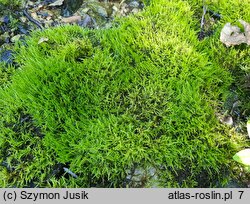 Brachythecio rivularis-Cratoneuretum - zespół źródliskowca zmiennego