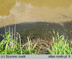 Elodeetum canadensis - zespół moczarki kanadyjskiej