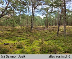 Empetro nigri-Pinetum - nadmorski bór sosnowy