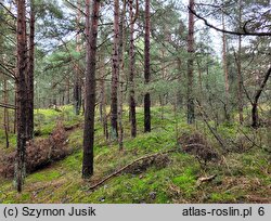 Empetro nigri-Pinetum - nadmorski bór sosnowy