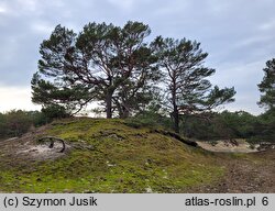 Empetro nigri-Pinetum - nadmorski bór sosnowy