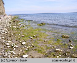 Enteromorphetum compressae - zespół gałęzatek i ulw