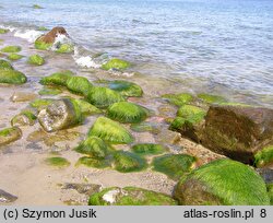 Enteromorphetum compressae - zespół gałęzatek i ulw