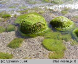 Enteromorphetum compressae - zespół gałęzatek i ulw