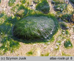 Enteromorphetum compressae - zespół gałęzatek i ulw