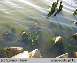 Enteromorphetum compressae - zespół gałęzatek i ulw