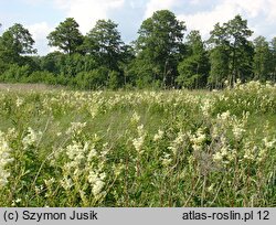 Filipendulion ulmariae - ziołorośla z wiązówką błotną