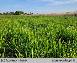 Glycerietum maximae - szuwar mannowy