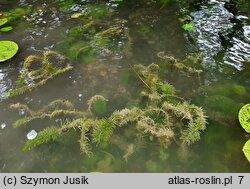 Hippuridetum submersae - zespół przęstki pospolitej formy zanurzonej