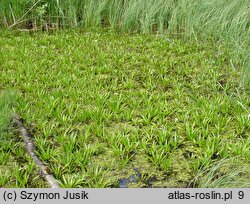 Hydrocharitetum morsus-ranae - zespół żabiścieku i osoki aleosowatej