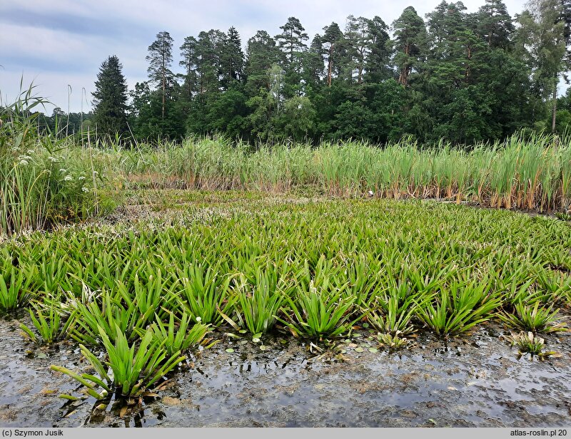 Hydrocharitetum morsus-ranae - zespół żabiścieku i osoki aleosowatej