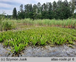 Hydrocharitetum morsus-ranae - zespół żabiścieku i osoki aleosowatej