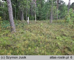 Ledo-Sphagnetum magellanici - kontynentalne tofowiska wysokie