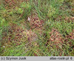 Ledo-Sphagnetum magellanici - kontynentalne tofowiska wysokie