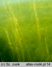 Lemno-Utricularietum vulgaris - zespół pływacza zwyczajnego