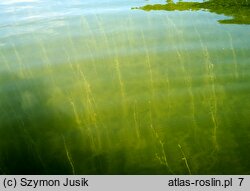 Lemno-Utricularietum vulgaris - zespół pływacza zwyczajnego