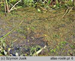 Lemnetea minoris - zbiorowiska pleustofitów