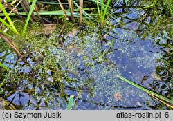 Lemnetum trisulcae - zespół rzęsy trójrowkowej