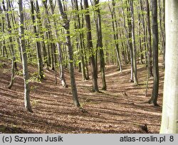 Luzulo pilosae-Fagetum - acidofilna buczyna niżowa