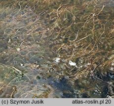 Myriophylletum alterniflori - zespół wywłócznika skrętoległego