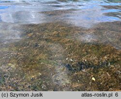 Myriophylletum alterniflori - zespół wywłócznika skrętoległego