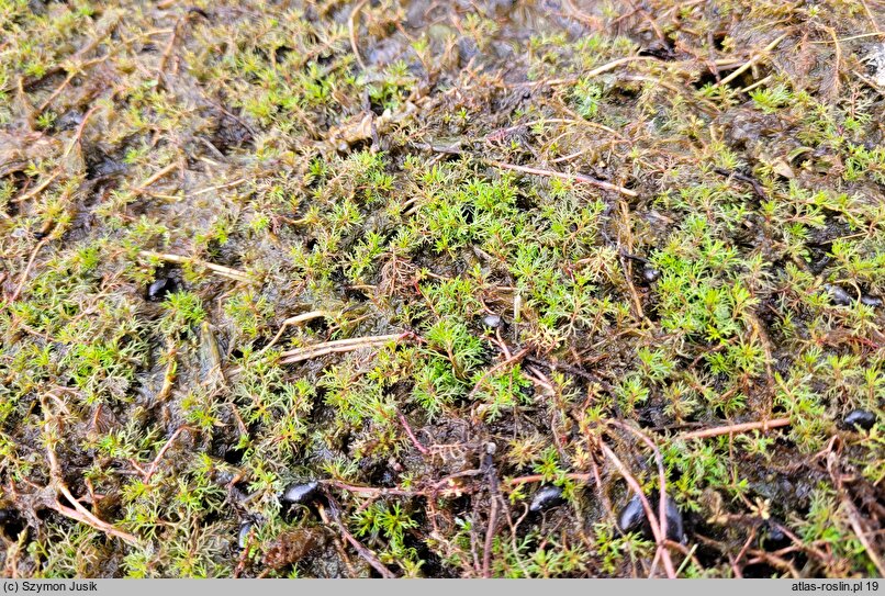 Myriophylletum alterniflori - zespół wywłócznika skrętoległego