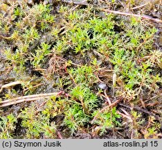 Myriophylletum alterniflori - zespół wywłócznika skrętoległego