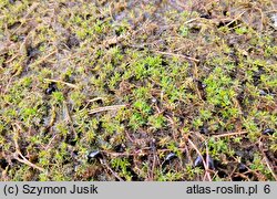 Myriophylletum alterniflori - zespół wywłócznika skrętoległego