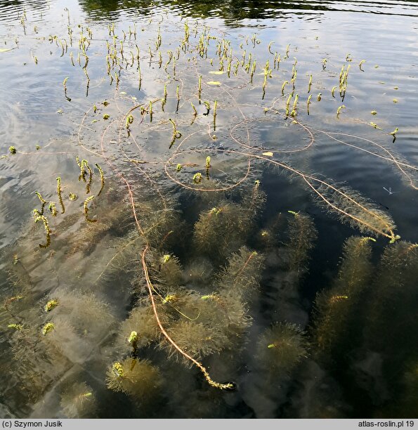 Myriophylletum verticillati - zespół wywłócznika okółkowego