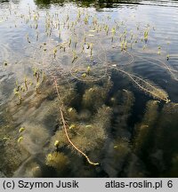 Myriophylletum verticillati - zespół wywłócznika okółkowego