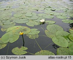 Nymphaeo albae-Nupharetum luteae - zespół grążela i grzybieni białych