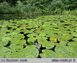 Nymphaeo albae-Nupharetum luteae - zespół grążela i grzybieni białych