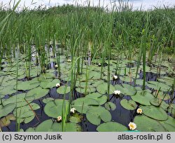 Nymphaeetum albo-candidae - zespół grzybieni północnych