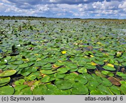 Nymphoidetum peltatae - zespół grzybieńczyka wodnego