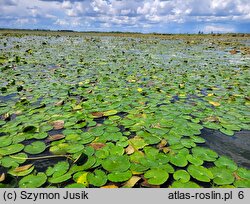 Nymphoidetum peltatae - zespół grzybieńczyka wodnego