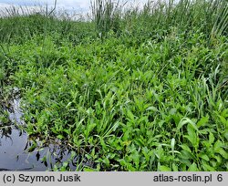 Oenantho aquaticae-Rorippetum amphibiae - zespół rzepichy ziemnowodnej