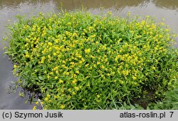 Oenantho aquaticae-Rorippetum amphibiae - zespół rzepichy ziemnowodnej