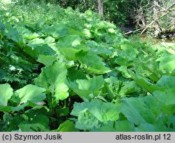 Phalarido-Petasitetum hybridi - zespół podagrycznika i lepiężnika różowego