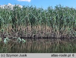 Phragmitetum communis - szuwar trzcinowy