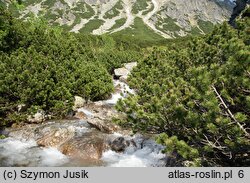 Pinetum mugo carpaticum - karpackie zarośla kosówki