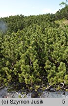 Pinetum mugo carpaticum - karpackie zarośla kosówki