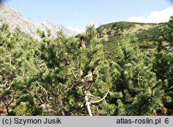 Pinetum mugo carpaticum - karpackie zarośla kosówki