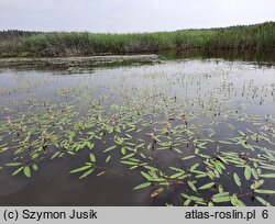 Polygonetum natantis - zespół rdestu ziemnowodnego formy pływającej