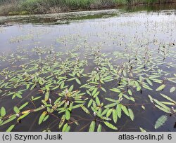 Polygonetum natantis - zespół rdestu ziemnowodnego formy pływającej